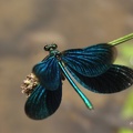 Blauflügel-Prachtlibelle (Calopteryx virgo)